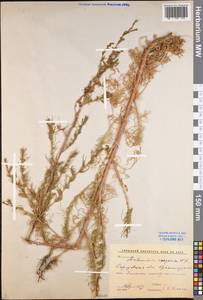 Artemisia scoparia Waldst. & Kit., Eastern Europe, Lower Volga region (E9) (Russia)