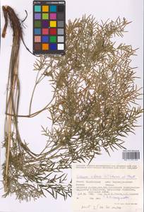 Silaum silaus (L.) Schinz & Thell., Eastern Europe, Eastern region (E10) (Russia)