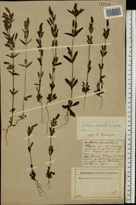 Gentianella amarella var. lingulata (C. Agardh) T. Karlsson, Eastern Europe, North-Western region (E2) (Russia)