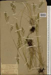 Poa pratensis L., Eastern Europe, North Ukrainian region (E11) (Ukraine)