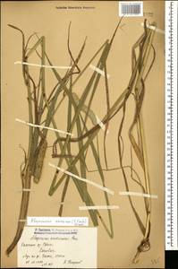 Alopecurus arundinaceus Poir., Caucasus, Armenia (K5) (Armenia)