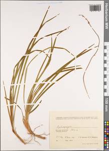 Ophiopogon, South Asia, South Asia (Asia outside ex-Soviet states and Mongolia) (ASIA) (Vietnam)