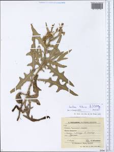 Lactuca tatarica (L.) C. A. Mey., Eastern Europe, South Ukrainian region (E12) (Ukraine)