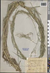 Glyceria lithuanica (Gorski) Gorski, Siberia, Russian Far East (S6) (Russia)