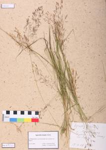 Agrostis capillaris L., Siberia, Altai & Sayany Mountains (S2) (Russia)