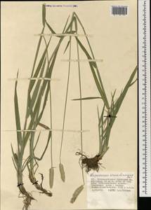 Alopecurus arundinaceus Poir., Mongolia (MONG) (Mongolia)