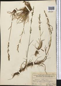 Catabrosa aquatica (L.) P.Beauv., Middle Asia, Pamir & Pamiro-Alai (M2) (Uzbekistan)