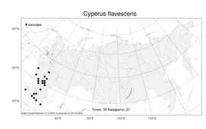 Cyperus flavescens L., Atlas of the Russian Flora (FLORUS) (Russia)