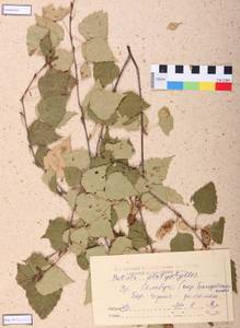 Betula pendula subsp. mandshurica (Regel) Ashburner & McAll., Siberia, Altai & Sayany Mountains (S2) (Russia)