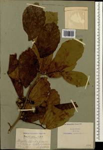 Parrotia persica (DC.) C. A. Mey., Caucasus, Azerbaijan (K6) (Azerbaijan)