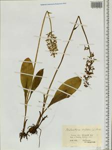 Platanthera bifolia (L.) Rich., Siberia, Western Siberia (S1) (Russia)