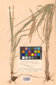 Calamagrostis epigejos (L.) Roth, Eastern Europe, Moscow region (E4a) (Russia)