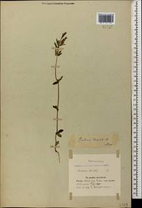 Gentianella amarella var. lingulata (C. Agardh) T. Karlsson, Caucasus, Azerbaijan (K6) (Azerbaijan)