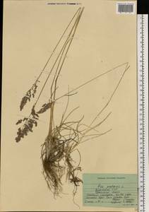 Poa pratensis L., Eastern Europe, South Ukrainian region (E12) (Ukraine)