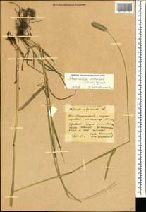 Alopecurus arundinaceus Poir., Caucasus, South Ossetia (K4b) (South Ossetia)