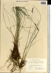 Carex nigra subsp. juncea (Fr.) Soó, Eastern Europe, Belarus (E3a) (Belarus)