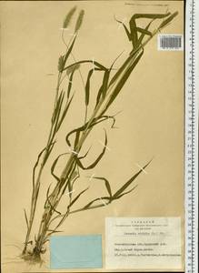 Setaria viridis (L.) P.Beauv., Siberia, Western Siberia (S1) (Russia)