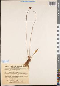 Plantago lanceolata L., Eastern Europe, North Ukrainian region (E11) (Ukraine)