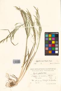 Agrostis clavata Trin., Siberia, Russian Far East (S6) (Russia)