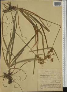Cyperus esculentus L., Western Europe (EUR) (Italy)