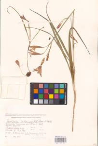 Ixiolirion tataricum (Pall.) Schult. & Schult.f., Middle Asia, Caspian Ustyurt & Northern Aralia (M8) (Kazakhstan)