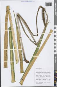 Acorus calamus L., Siberia, Western Siberia (S1) (Russia)