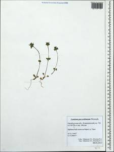 Lamium amplexicaule var. orientale (Pacz.) Mennema, Eastern Europe, Eastern region (E10) (Russia)