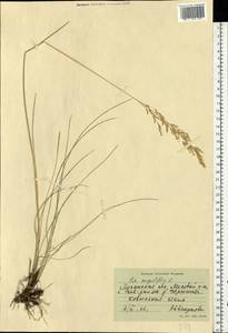 Poa angustifolia L., Eastern Europe, North Ukrainian region (E11) (Ukraine)
