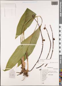 Peliosanthes macrostegia Hance, South Asia, South Asia (Asia outside ex-Soviet states and Mongolia) (ASIA) (China)