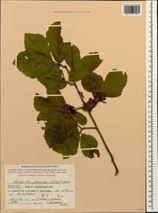 Parrotia persica (DC.) C. A. Mey., Caucasus, Azerbaijan (K6) (Azerbaijan)