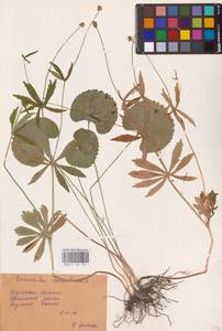 Ranunculus cassubicus L., Eastern Europe, Central region (E4) (Russia)