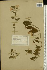 Convolvulus arvensis L., Eastern Europe, South Ukrainian region (E12) (Ukraine)