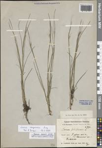 Juncus compressus Jacq., Siberia, Western Siberia (S1) (Russia)