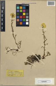 Helichrysum plicatum subsp. plicatum, South Asia, South Asia (Asia outside ex-Soviet states and Mongolia) (ASIA) (Turkey)