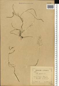 Poa annua L., Eastern Europe, Central forest-and-steppe region (E6) (Russia)