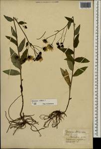 Hieracium umbellatum L., Eastern Europe, West Ukrainian region (E13) (Ukraine)