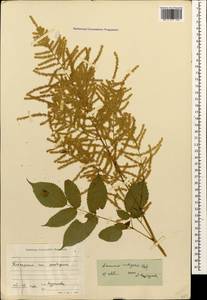 Aruncus dioicus var. kamtschaticus (Maxim.) Hara, Caucasus, Krasnodar Krai & Adygea (K1a) (Russia)