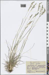 Poa pratensis L., Eastern Europe, Moscow region (E4a) (Russia)