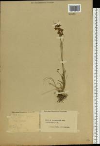 Juncus compressus Jacq., Eastern Europe, Central forest region (E5) (Russia)