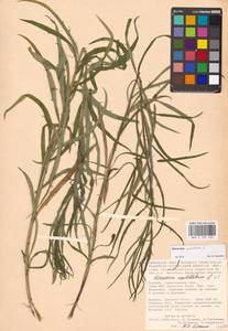 Hieracium umbellatum L., Eastern Europe, Lower Volga region (E9) (Russia)