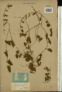 Convolvulus arvensis L., Eastern Europe, Lower Volga region (E9) (Russia)