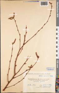 Betula pendula Roth, Eastern Europe, North Ukrainian region (E11) (Ukraine)
