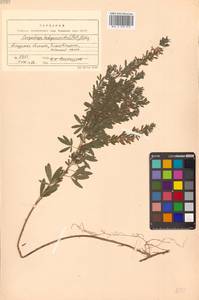 Lespedeza juncea (L.f.) Pers., Siberia, Russian Far East (S6) (Russia)