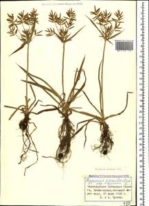 Cyperus esculentus L., Caucasus, Georgia (K4) (Georgia)