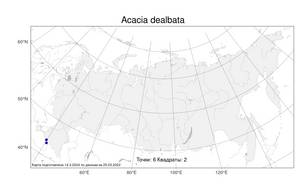 Acacia dealbata Link, Atlas of the Russian Flora (FLORUS) (Russia)