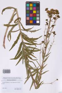 Hieracium umbellatum L., Eastern Europe, Moscow region (E4a) (Russia)