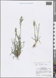 Poa pratensis L., Eastern Europe, Lower Volga region (E9) (Russia)