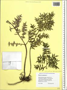 Ruscus aculeatus L., Caucasus, Black Sea Shore (from Novorossiysk to Adler) (K3) (Russia)