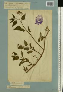 Solanum dulcamara L., Eastern Europe, Estonia (E2c) (Estonia)