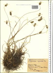 Alopecurus vaginatus (Willd.) Pall. ex Kunth, Caucasus, Stavropol Krai, Karachay-Cherkessia & Kabardino-Balkaria (K1b) (Russia)